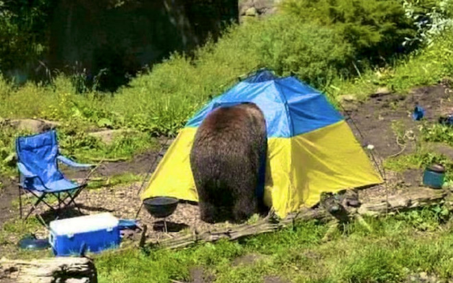 bear poking its nose into a Ukraine-colored tent