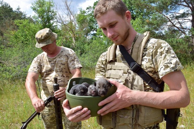 Ukraine soldier cradles puppies in his helmet
