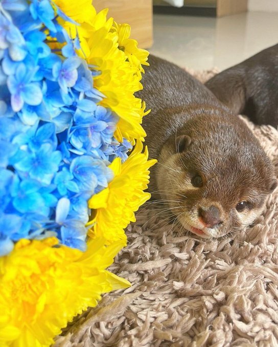 otter next to Ukraine colors