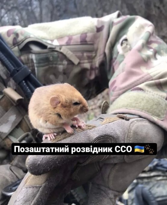 Ukrainian soldier with a hamster, captioned 'freelance scout'