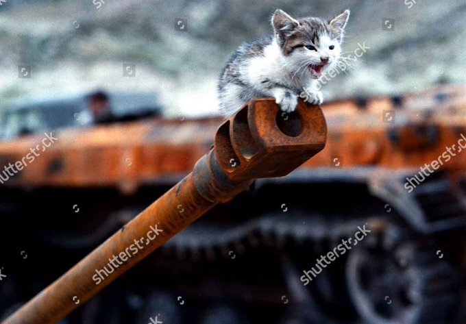 kitten on a tank gun meowing