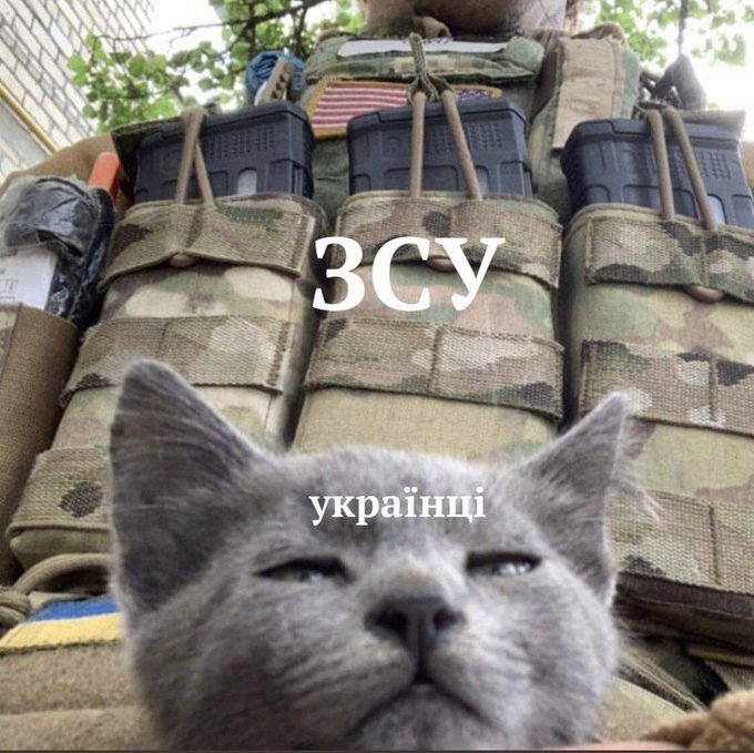 soldier (Armed Forces) holds kitten (Ukraine)