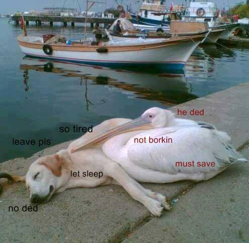 pelican sitting by sleeping dog, saying, 'He ded not borkin must save' while dog is saying, 'so tired, leave pls, let sleep, no ded'