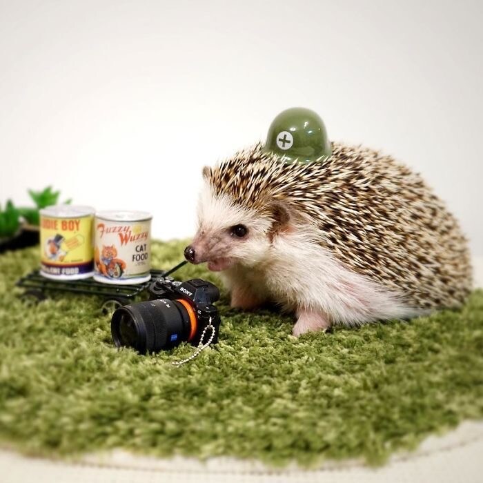 hedgehog with a helmet taking photos