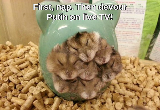 many hamsters sleeping, captioned 'First, nap. Then devour Putin on live TV!'
