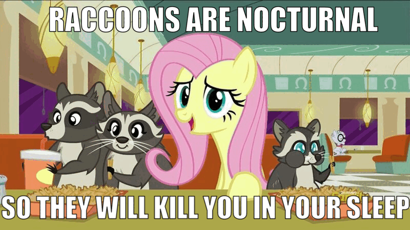 Pony with raccoons, saying that raccoons are nocturnal so they will kill you in your sleep